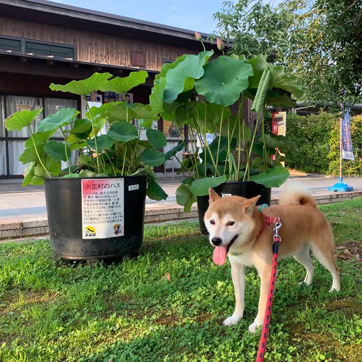 6c6ee72d 264f 47b9 a33e 7db9ab6524e1 1596534777566