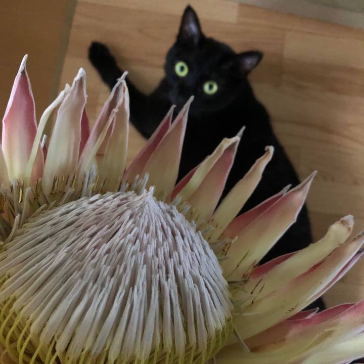 6c6eec3c 1761 454e b2c5 5102caea7aba 1570578573863