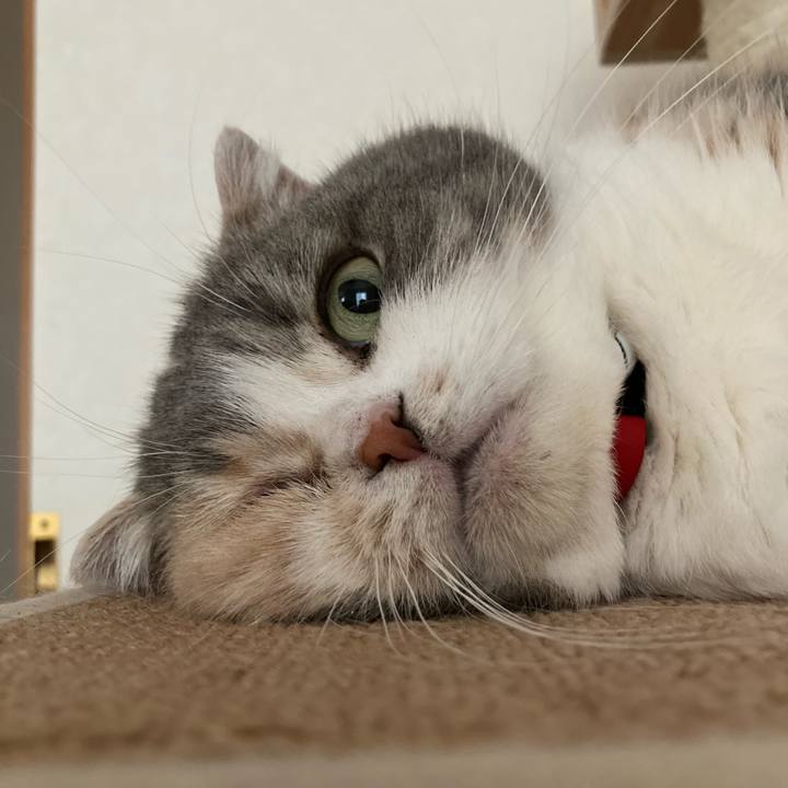 6c7247e9 1d72 4685 8f9a 1908c2e3fd3f 1622679689975