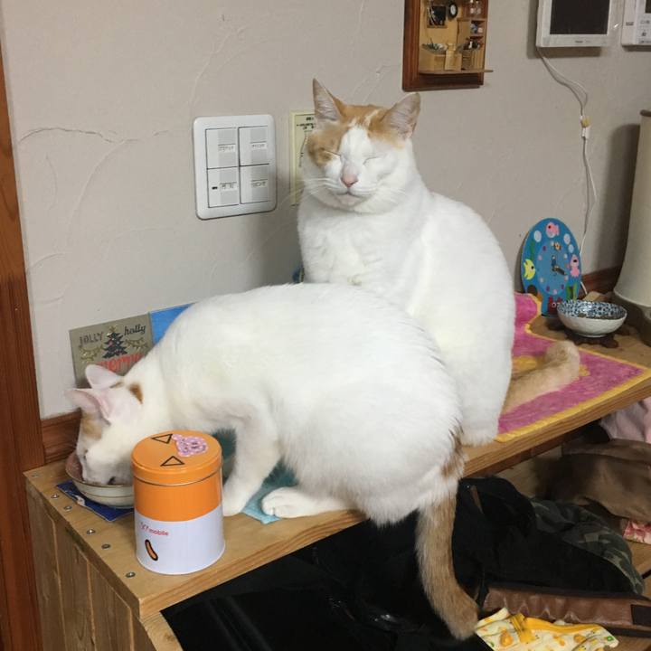 6c732757 1f9b 4573 bd9e a1b227ecccb7 1515847414761