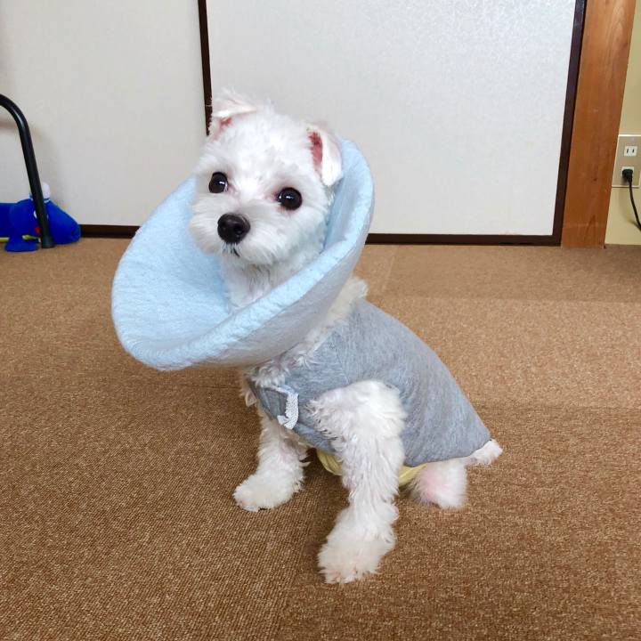 6c7bd1ca fba4 4c8e 99a2 db503383815e 1542450924282