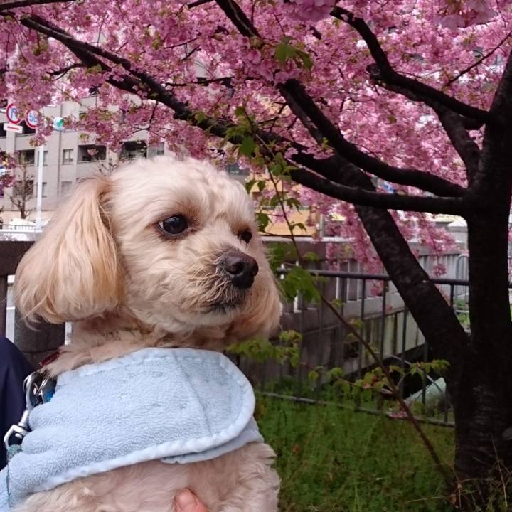 6c7dfdbc a3a0 407e 978d c3619b5096c2 1552736614706