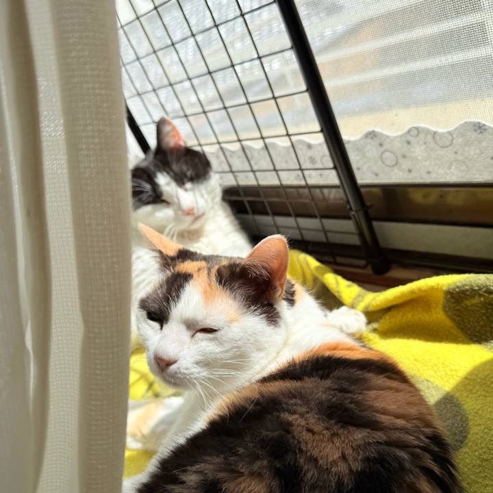 6c7ede96 6133 4fed bb28 e6a93051856a 1743563089595