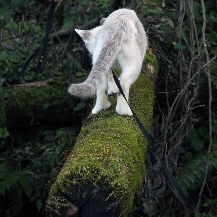 6c7f722a e4a4 42f5 b45a 1a31deb634ba 1604830132470