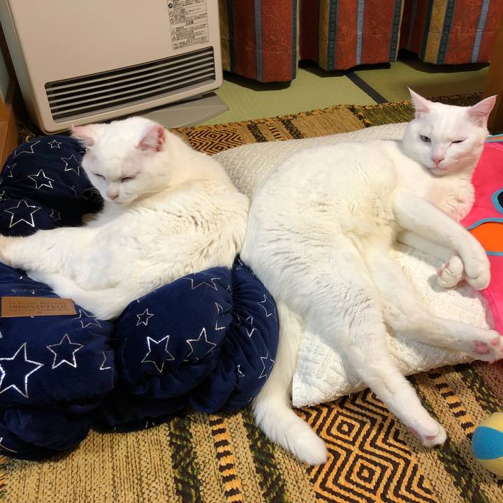 6c819a37 a15a 4ce9 ba1b fe09ef34d2d2 1542613377275