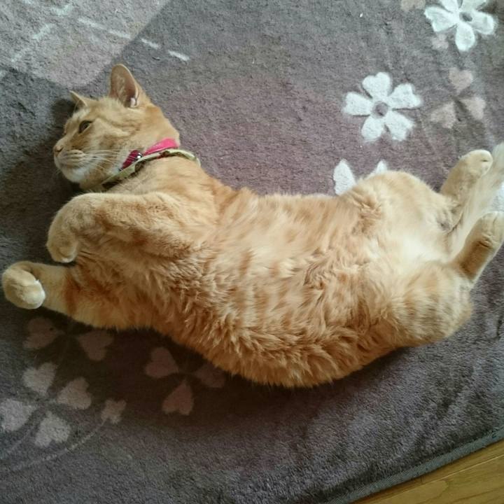 6c82caad 1e1b 4870 9032 5b4c781cd0f2 1513474778165