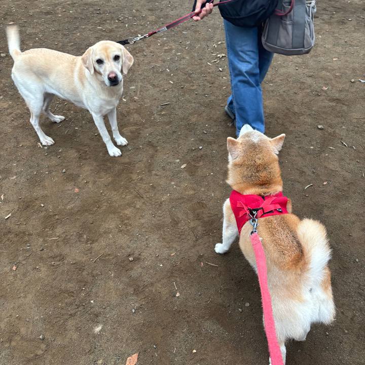 6c84f374 4c4b 4aca a618 49948920c100 1760507524312