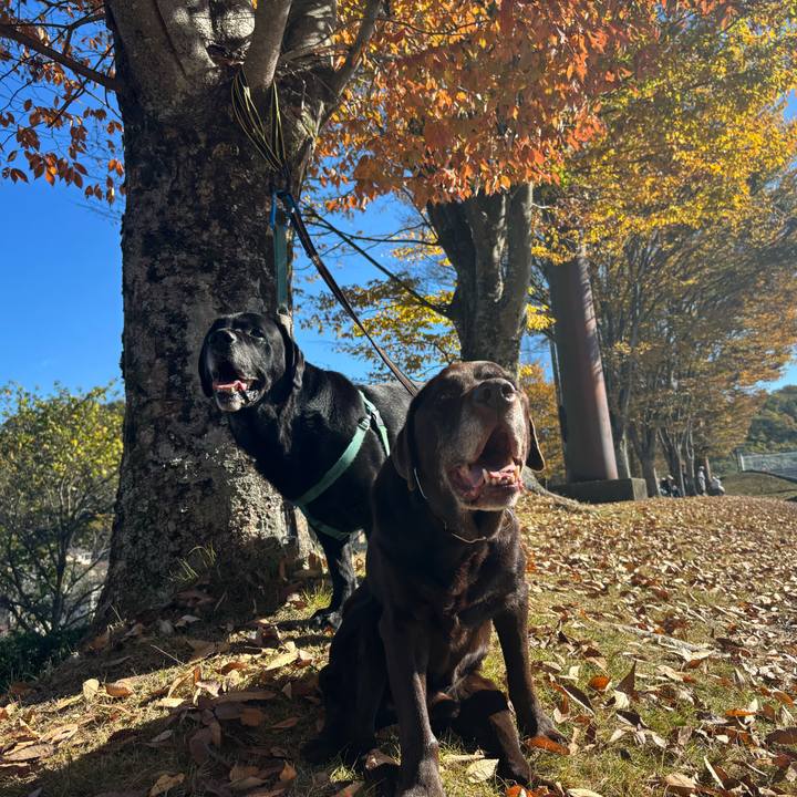 6c84fe99 0050 4627 a8ad 8206a0a3c139 1763206578934