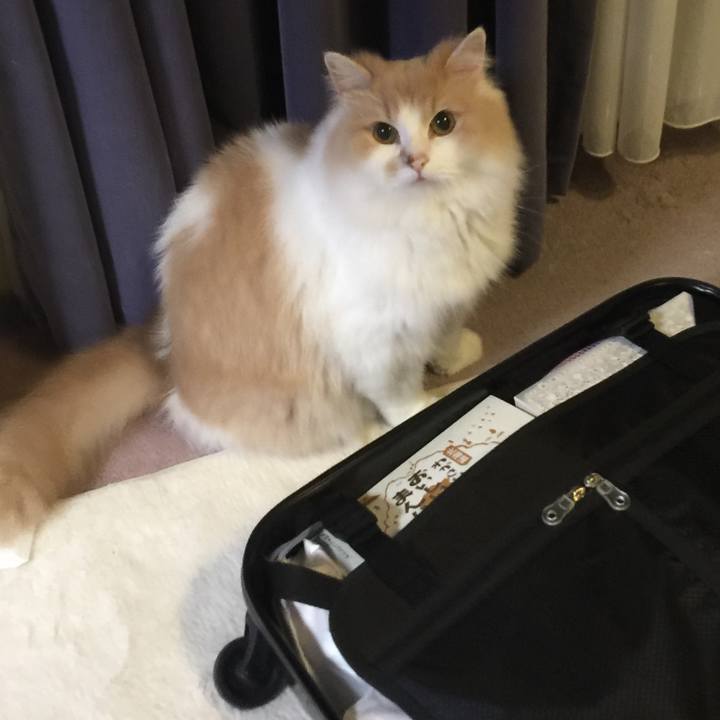 6c8506c1 010a 4fde 98ca 53fd3ad4ca9c 1534346985233