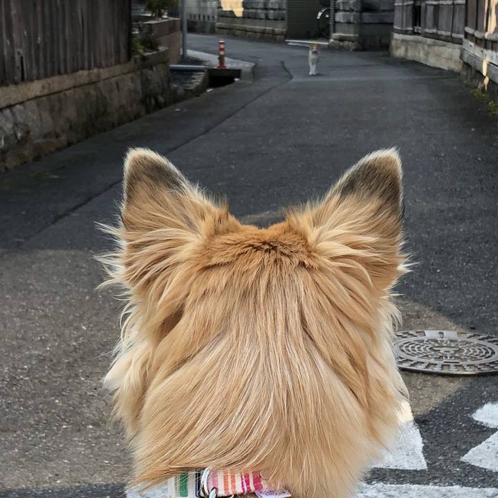 6c878294 2379 4861 89c8 ab2a27083b5d 1516347103240