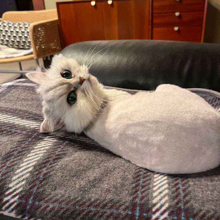 6c89a789 1531 4630 924e 17cbc0a02b40 1715082717697