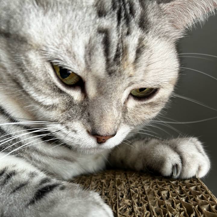 6c89c519 4209 40fa a335 d78254419d08 1759624132624