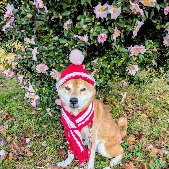 6c8a576d 2829 49ca 91fd d27831dca31f 1764747525400