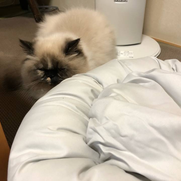 6c8ae7a0 4e21 472f 9a28 5c9a1d36e40f 1639397934205