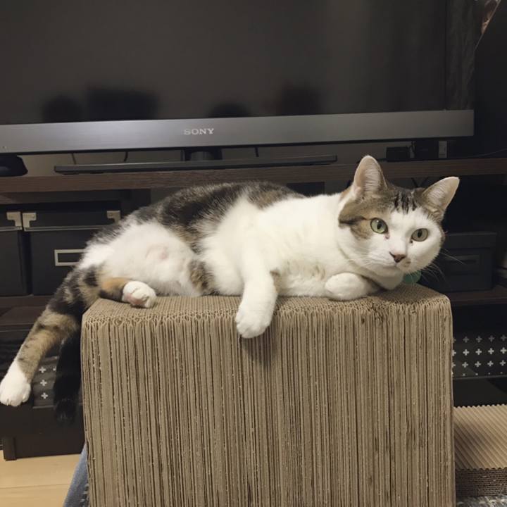 6c8b8554 fff9 476b aa6d d853cfc9814c 1545879065381