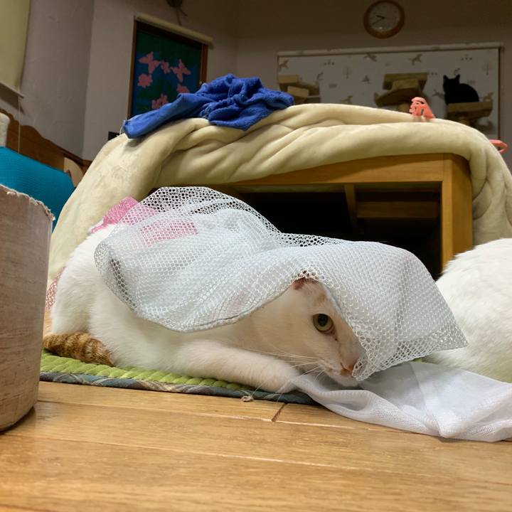 6c8bcf0d 419c 4a2f b8fd daada0bb6349 1555159315383