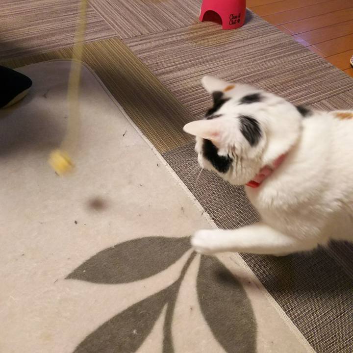 6c8d1c71 278f 4e0d 8f48 ca88fc247426 1543406058019