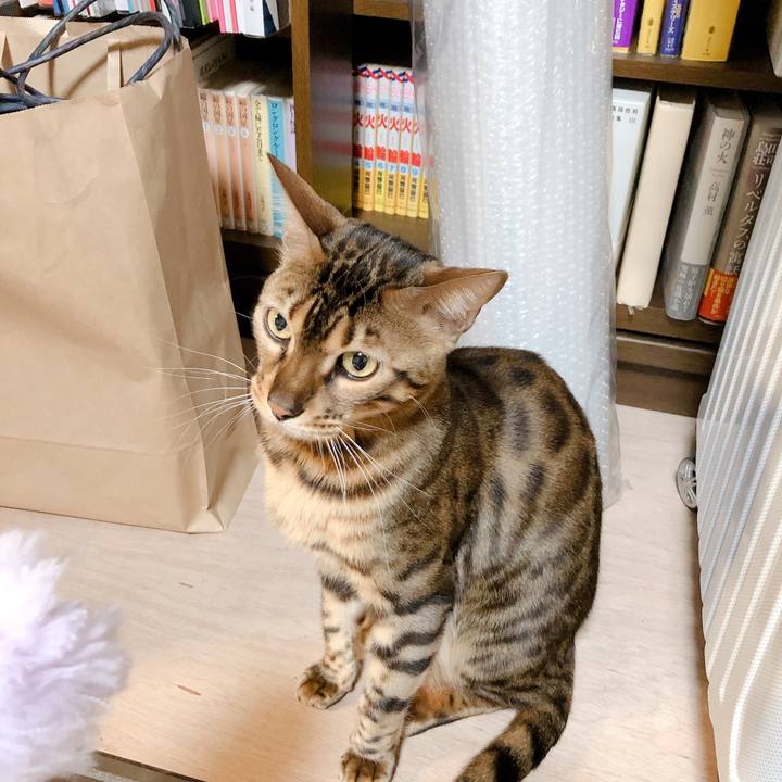 6c93db05 28e6 4d2c b0c6 0e97b58d9e7d 1555919853338