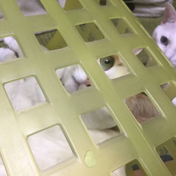 6c949ff2 fd7b 4550 a3fb 69a62717d806 1549632658729