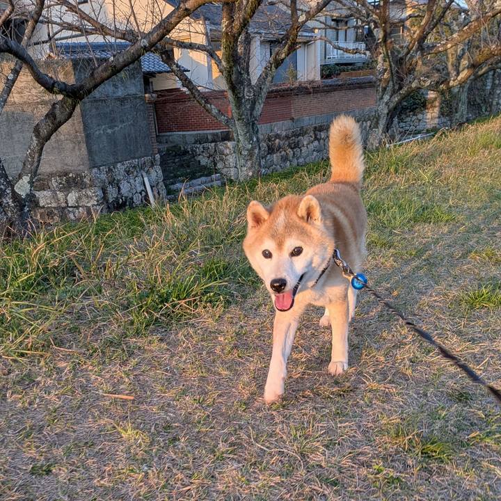 6c94ee9d 871c 424e 86c4 cc36087d0b2a 1774011500492