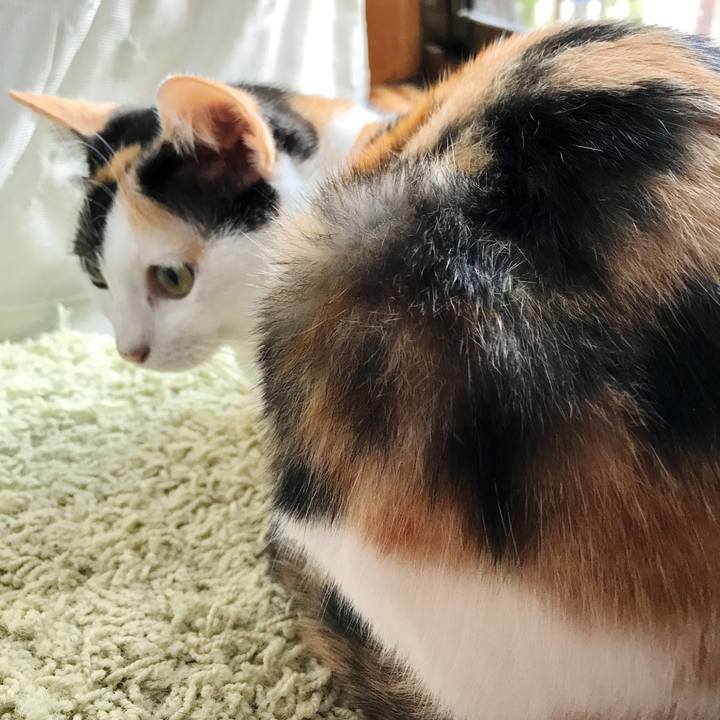 6c960ae9 3df8 4439 891c d7456fa20f2d 1507862341923