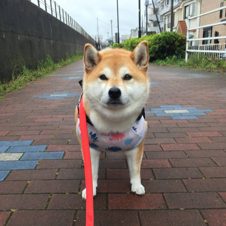 6c96bd6f f785 458f bf5f 5803f3fb8fbe 1592010047798