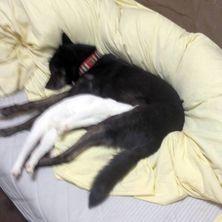 6c97de1b 873f 4c75 9752 975854b23783 1545090472515