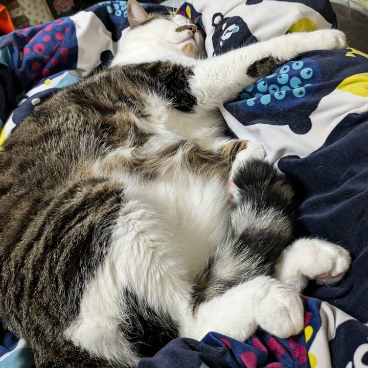 6c9c16cb 9760 40a3 9aa0 7645febff6fc 1730711579316