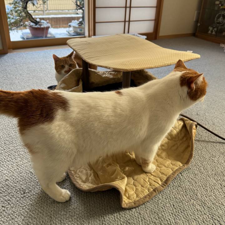 6c9c7d4c b461 4a39 8553 bc1f0ee30006 1767405913161