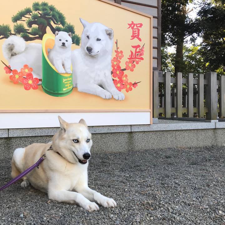 6ca3eb90 a01e 4d4b a21f c7e68063d77f 1514780838542