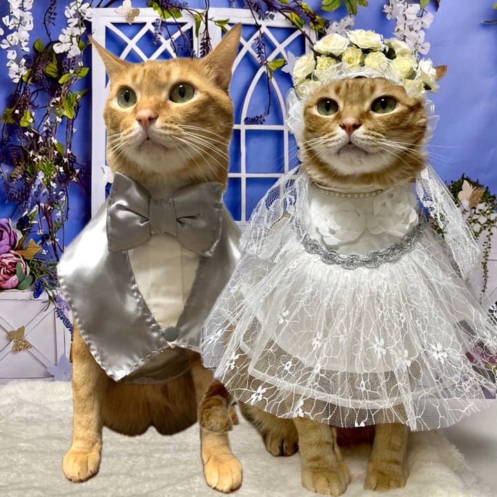 6ca3f758 a64e 4ece 9f39 a7ce2408d95a 1717928357450