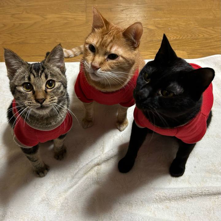 6ca4a01d 09bd 4a84 90f1 3cdaa765df98 1735124339608