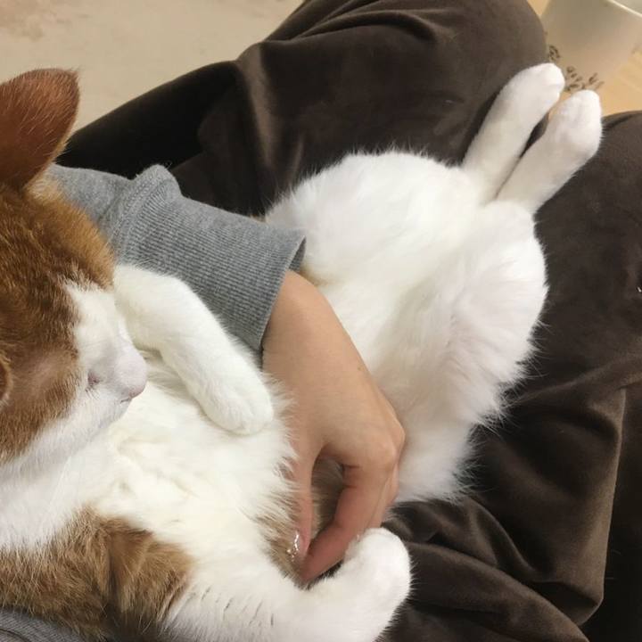 6ca6c377 dab6 493d 807f 3c330e130343 1542959388200