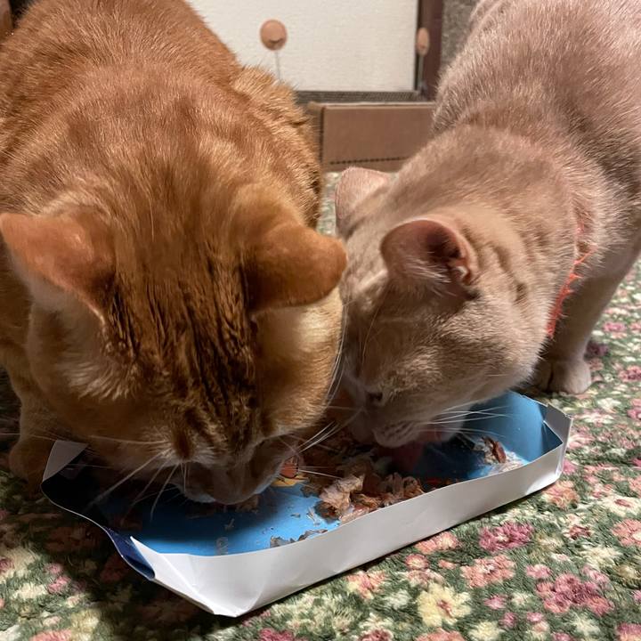 6ca8014c 4e6f 4b24 809f 811f19294f97 1609748706047