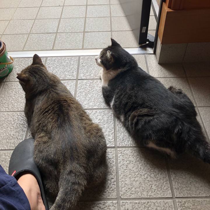 6ca85b03 081e 4a24 9c5f c833037a67f8 1533619647545