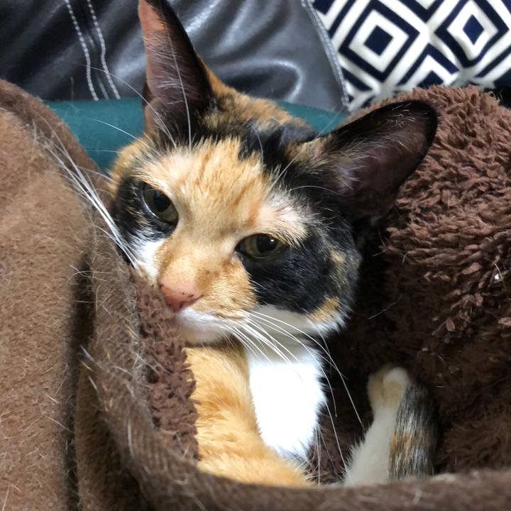 6ca9572b 9846 48a5 97ca d6874855aef3 1542371784507