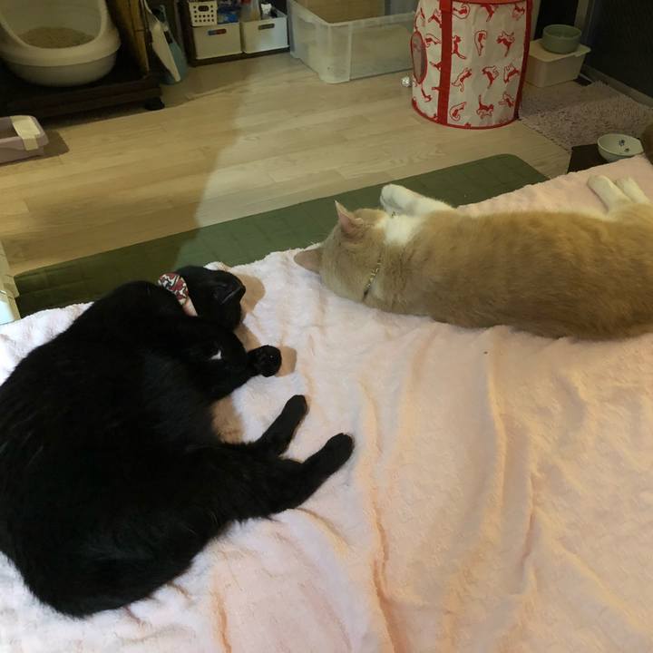 6ca9b810 74ed 477b b6a2 2c24f87d5448 1601472000322