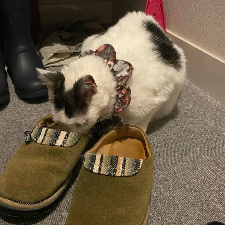 6cae9d1c d423 416c 919e ce634f6e0012 1686925582402