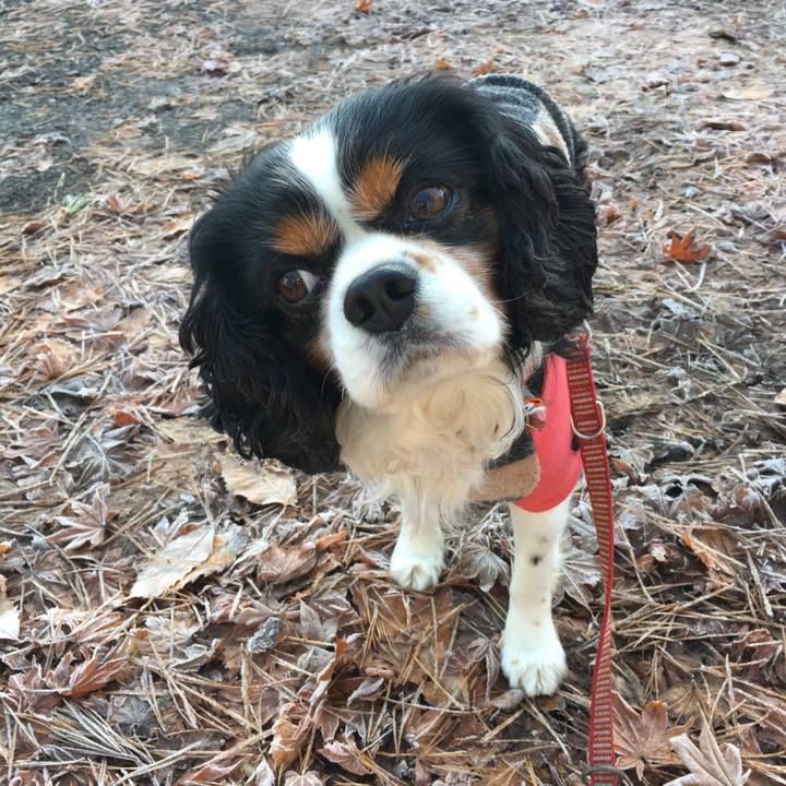 6cafb226 e30f 4b94 a9ee f850e2f4e082 1510532103739