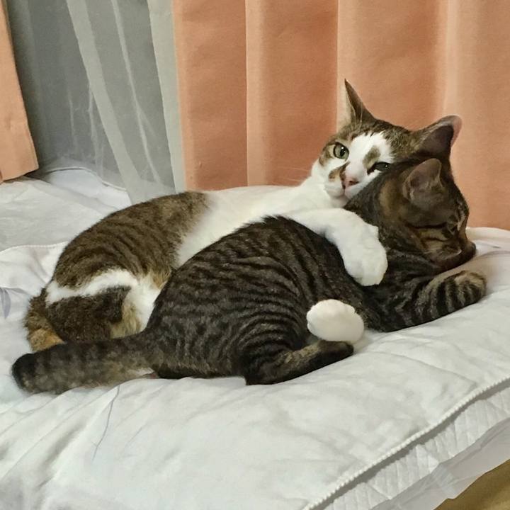 6cb12f32 67c8 4519 ae95 b1c37c01cf9f 1533817017064