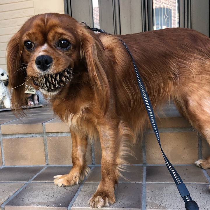 6cb18640 18ca 4282 8ba0 7418b7e35a36 1557753651793