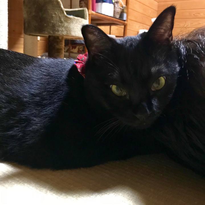 6cb39531 48f2 4da4 ac29 113c15292ece 1532529064684