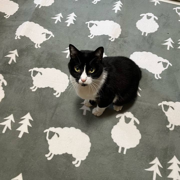 6cb44c89 8653 454e 8bd0 ffc21d76d284 1764250135099