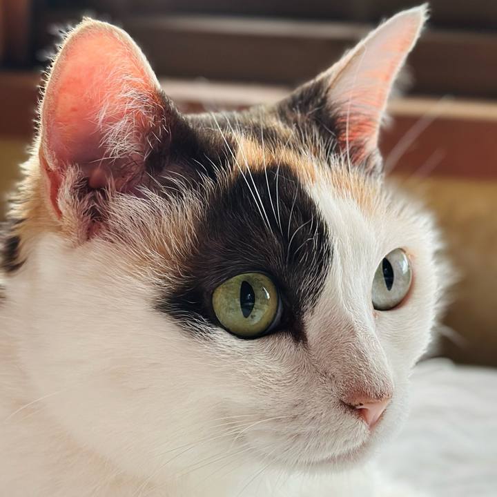 6cb464e1 aa46 450e a633 e5cb0dc9a812 1719624246138