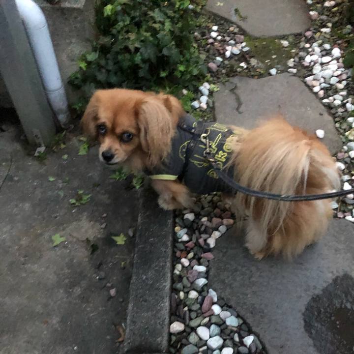 6cb48fa9 4b95 42c1 a3b8 ee92a2216b86 1544135064959