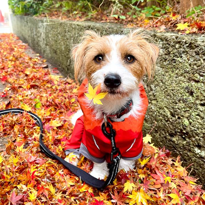 6cb68ae1 9098 4ca2 8d94 2a0ae54afebf 1766316619487