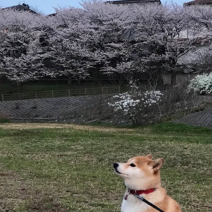 6cb857cb eb3c 4726 abd9 a3f8d14b9d72 1522141632337