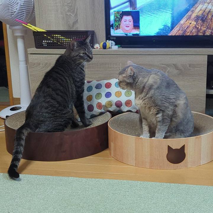 6cb8f762 760e 4cef 8baa 1c1e0d476f0a 1741845193267