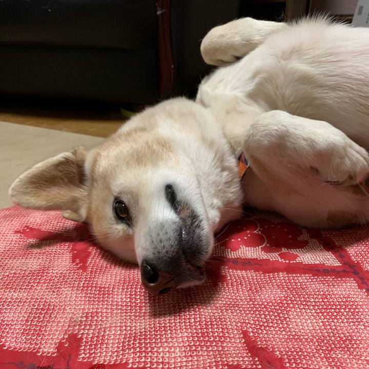 6cba8e28 33d0 4d95 9ed4 46afcb3b73d8 1664637241997