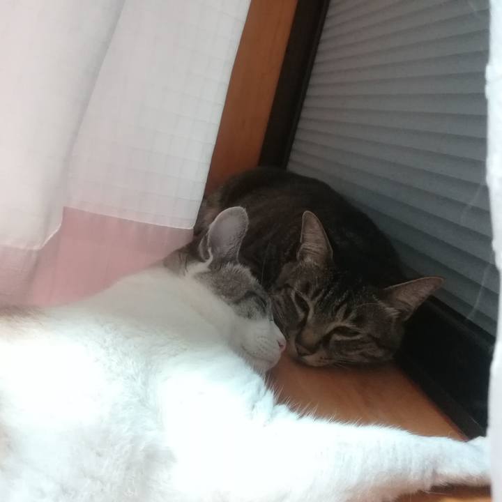 6cbc7002 3abc 414a a82c f05e6646aa99 1528539528554